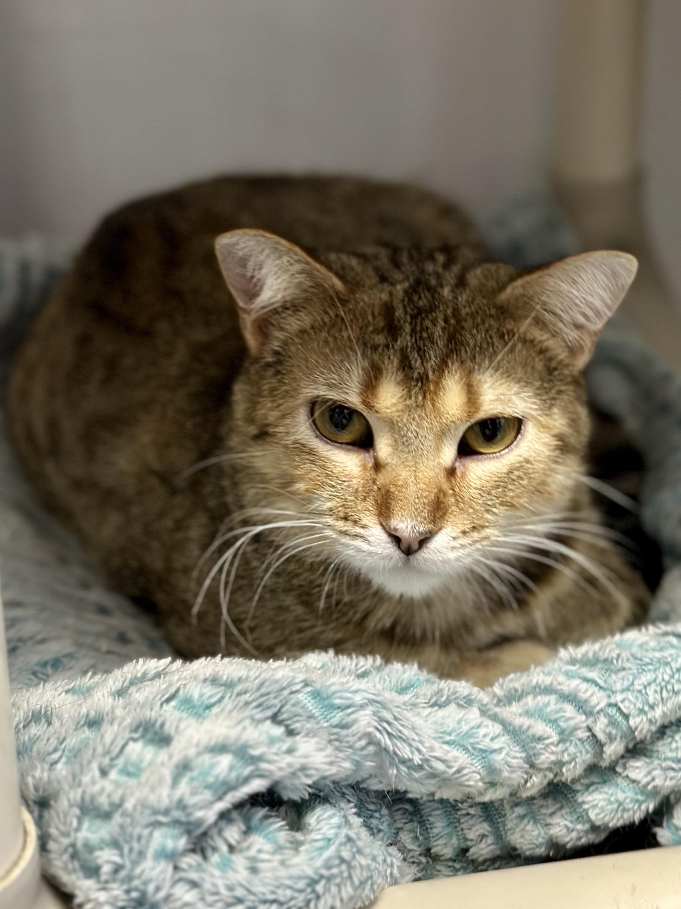 Enlarge Lucy, a ADOPTABLE Domestic Short Hair in Faribault, MN image 2/3