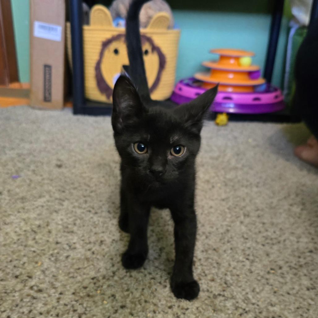 Pablo, a Adoptable Domestic Short Hair in Jacksonville, OR image 1/4