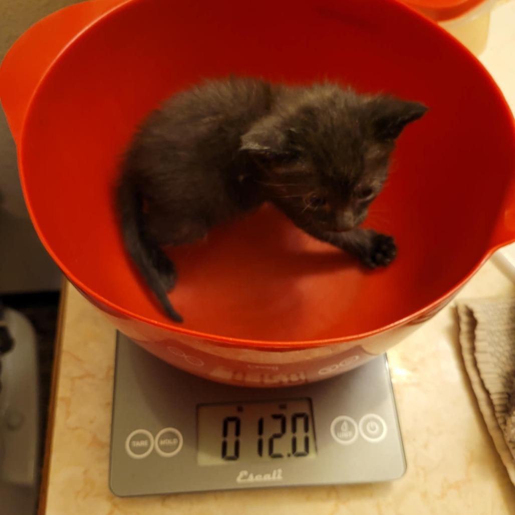 Pablo, a Adoptable Domestic Short Hair in Jacksonville, OR image 2/4