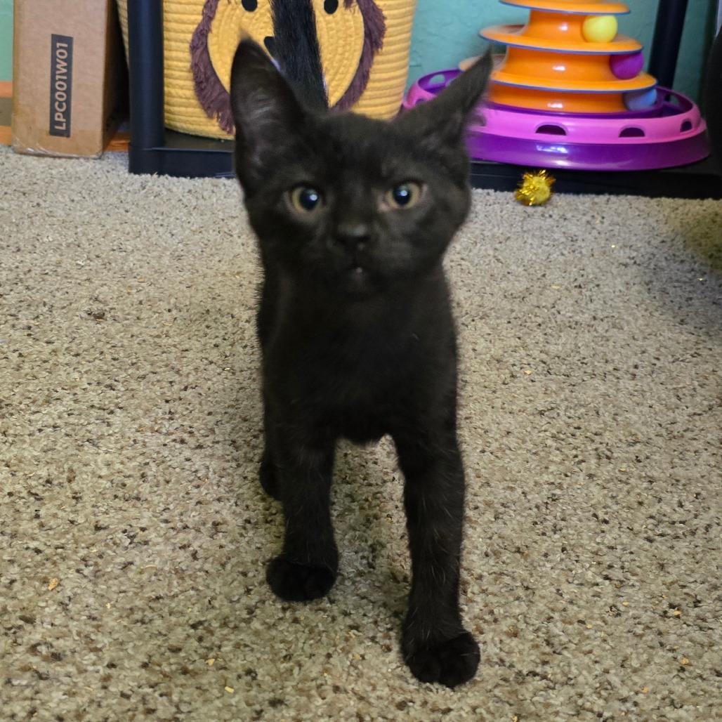 Pablo, a Adoptable Domestic Short Hair in Jacksonville, OR image 3/4