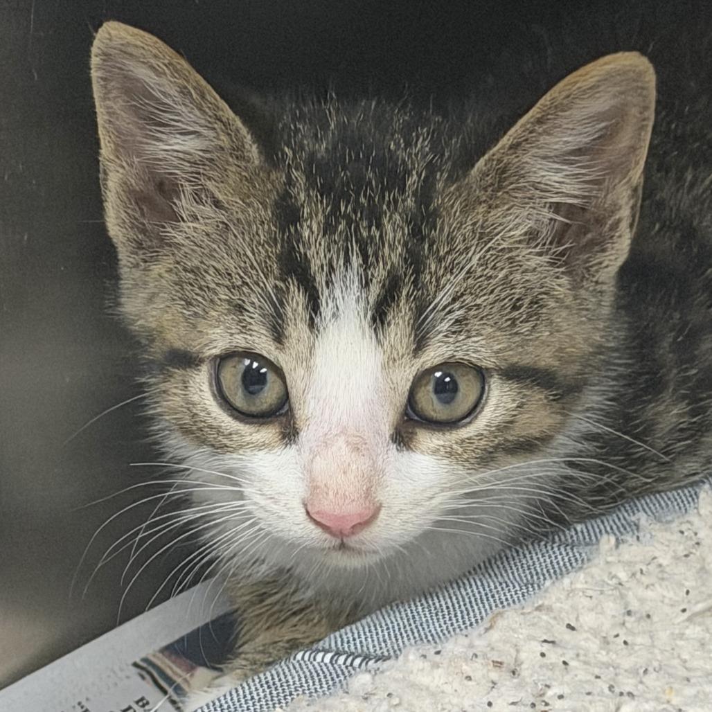 Zoloft, Adoptable, Kitten Male Domestic Short Hair.