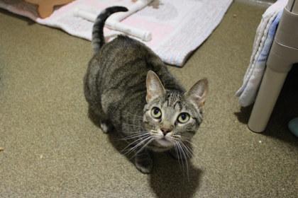 Carnita, a Adoptable mixed breed in Kansas City, MO image 1/2
