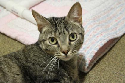 Carnita, a Adoptable mixed breed in Kansas City, MO image 2/2