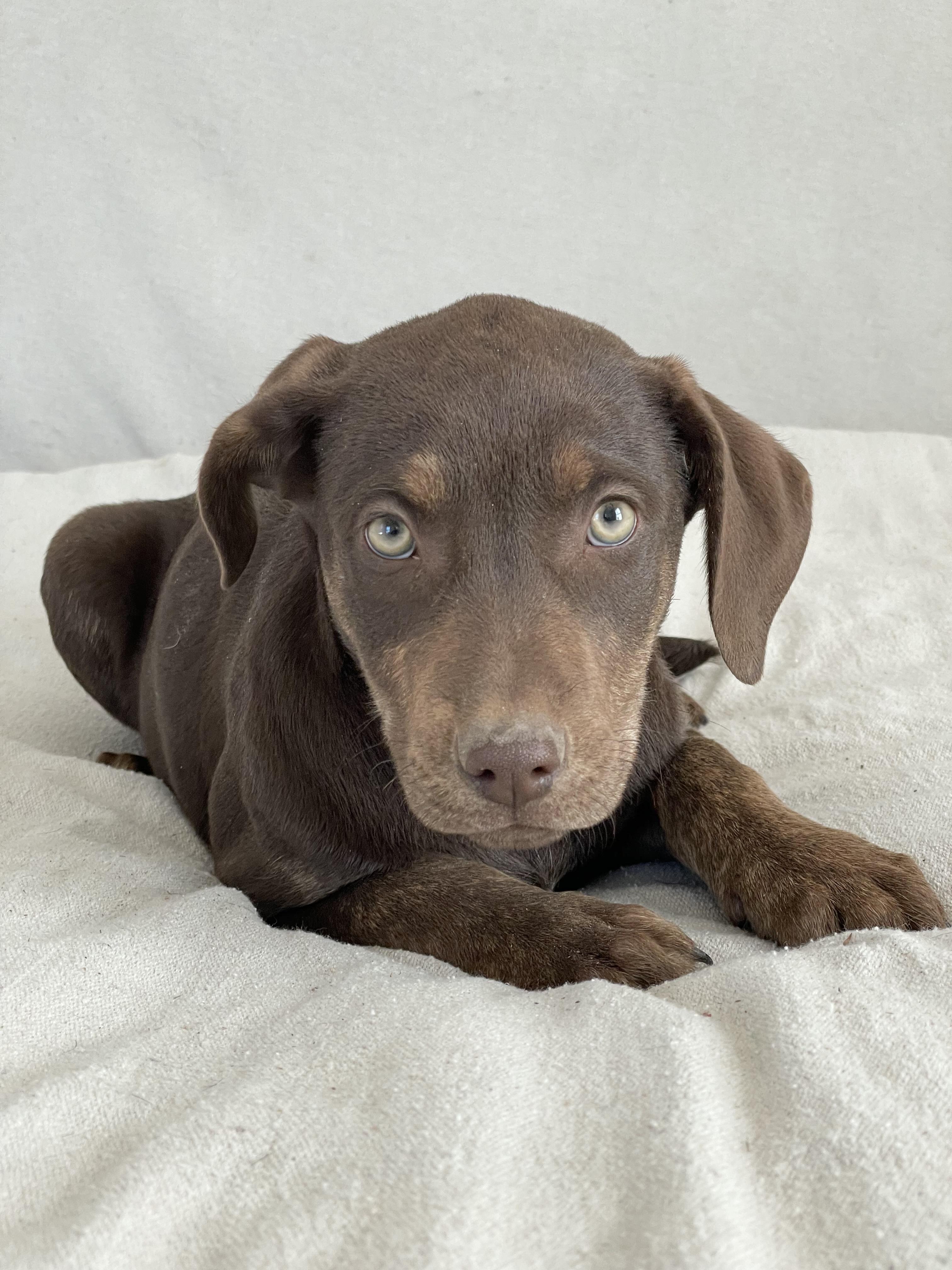 Enlarge Perfect Roxton, a ADOPTABLE mixed breed in West Hartford , CT image 5/5