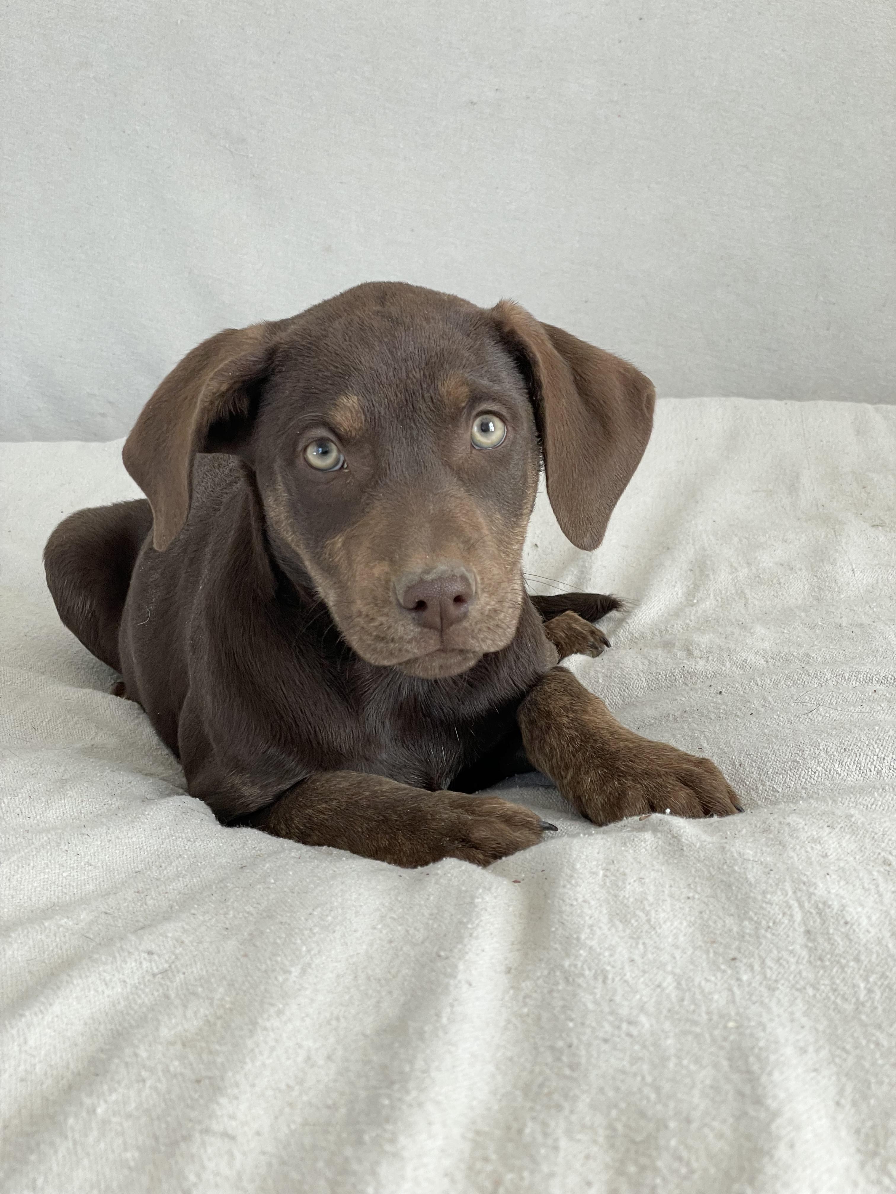 Enlarge Perfect Roxton, a ADOPTABLE mixed breed in West Hartford , CT image 2/5