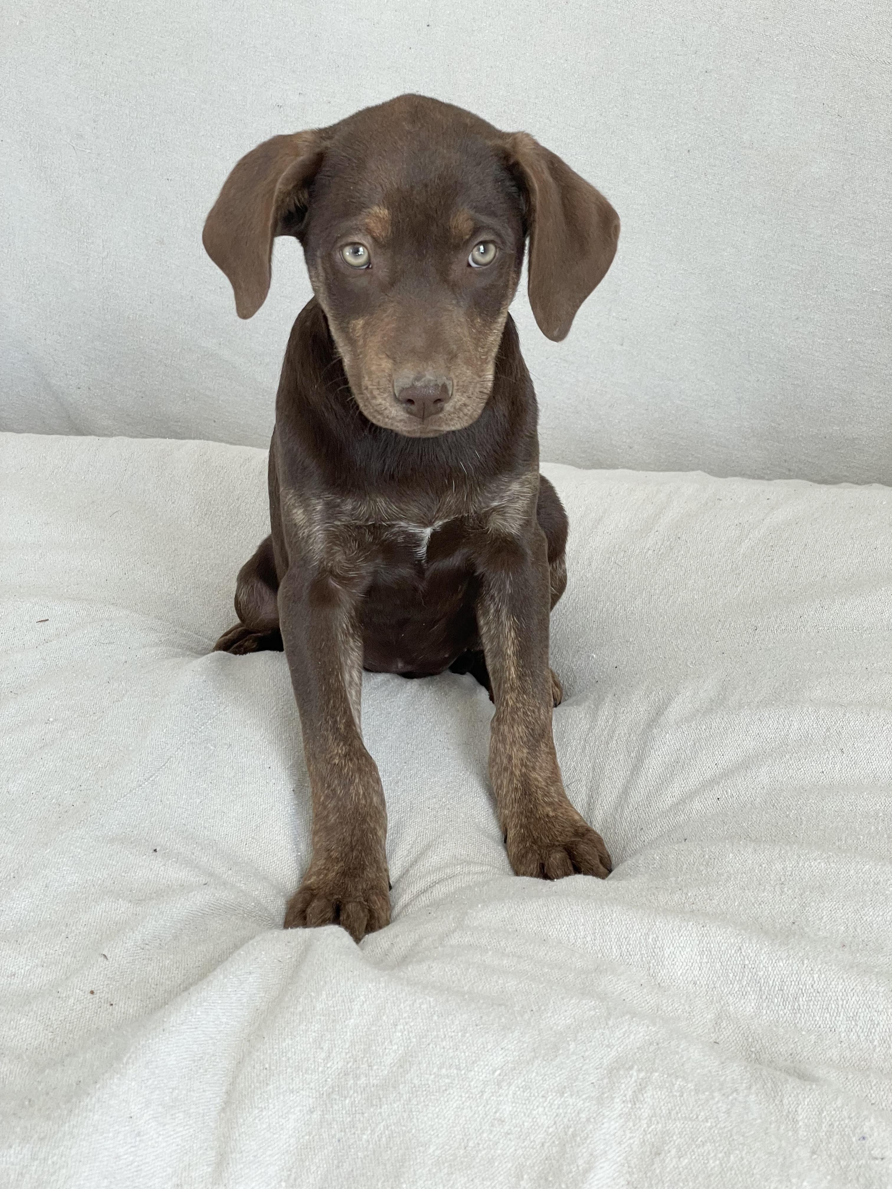 Enlarge Perfect Roxton, a ADOPTABLE mixed breed in West Hartford , CT image 3/5