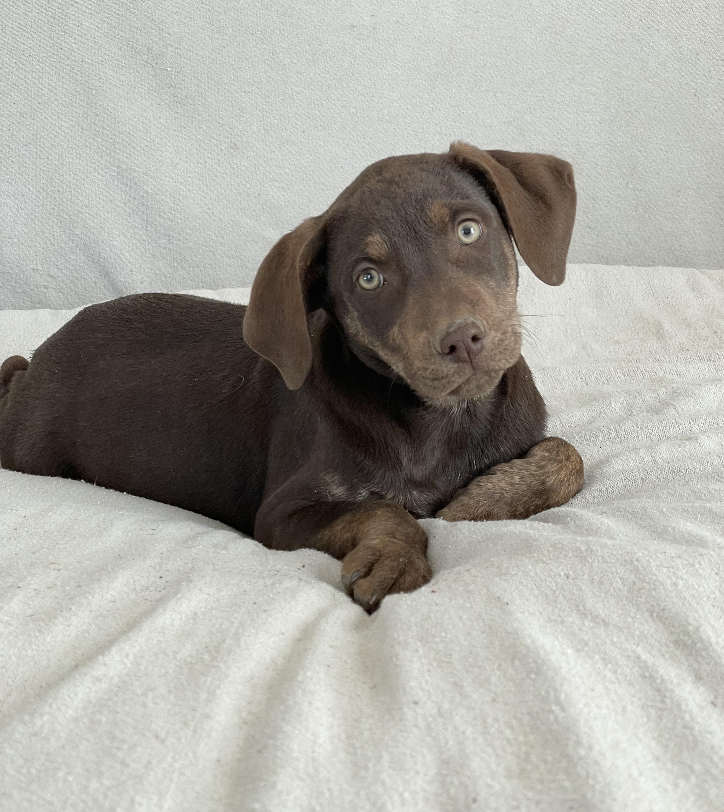 Perfect Roxton, ADOPTABLE, Puppy Male Chocolate Labrador Retriever & Weimaraner.