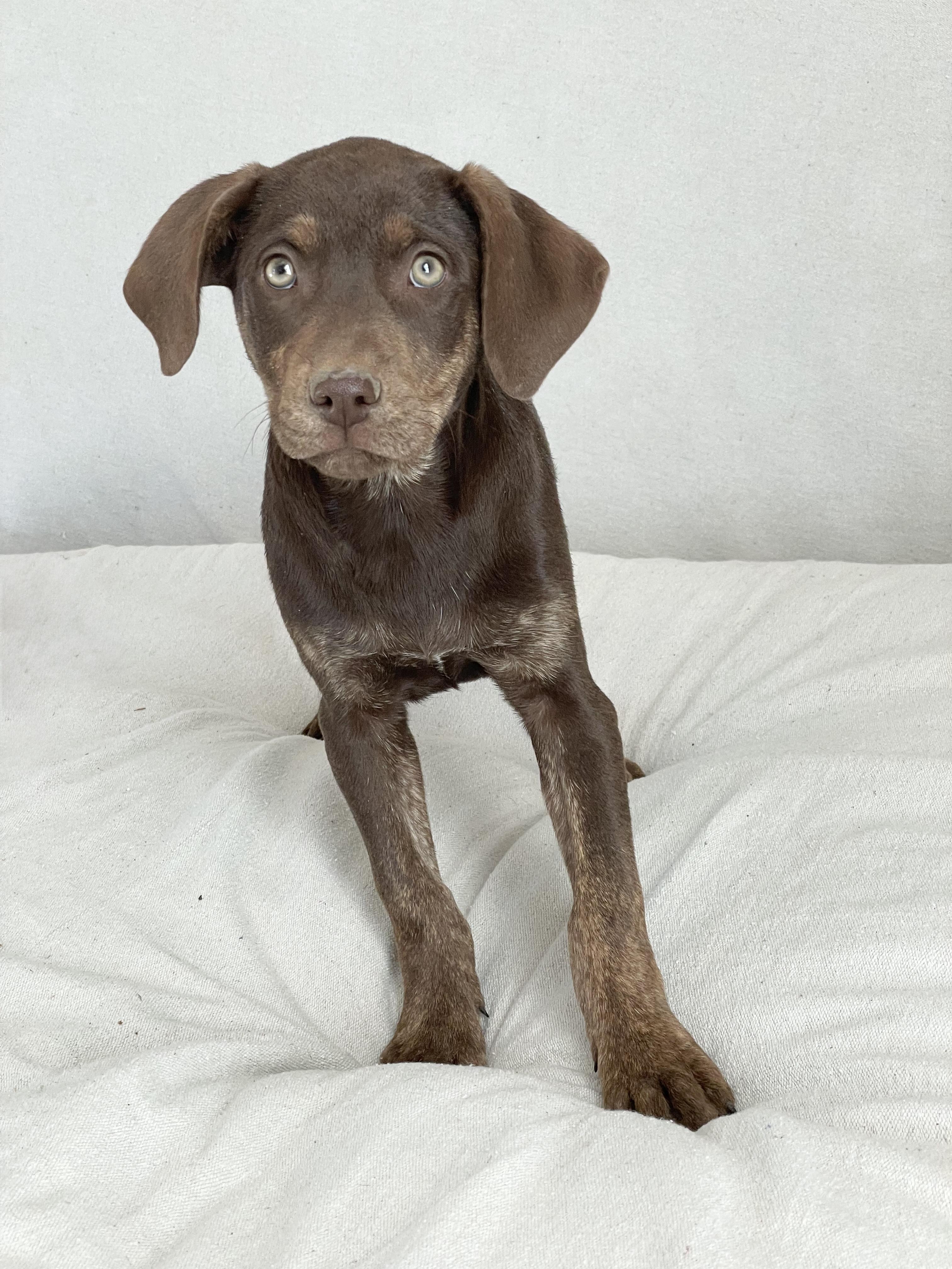 Enlarge Perfect Roxton, a ADOPTABLE mixed breed in West Hartford , CT image 4/5