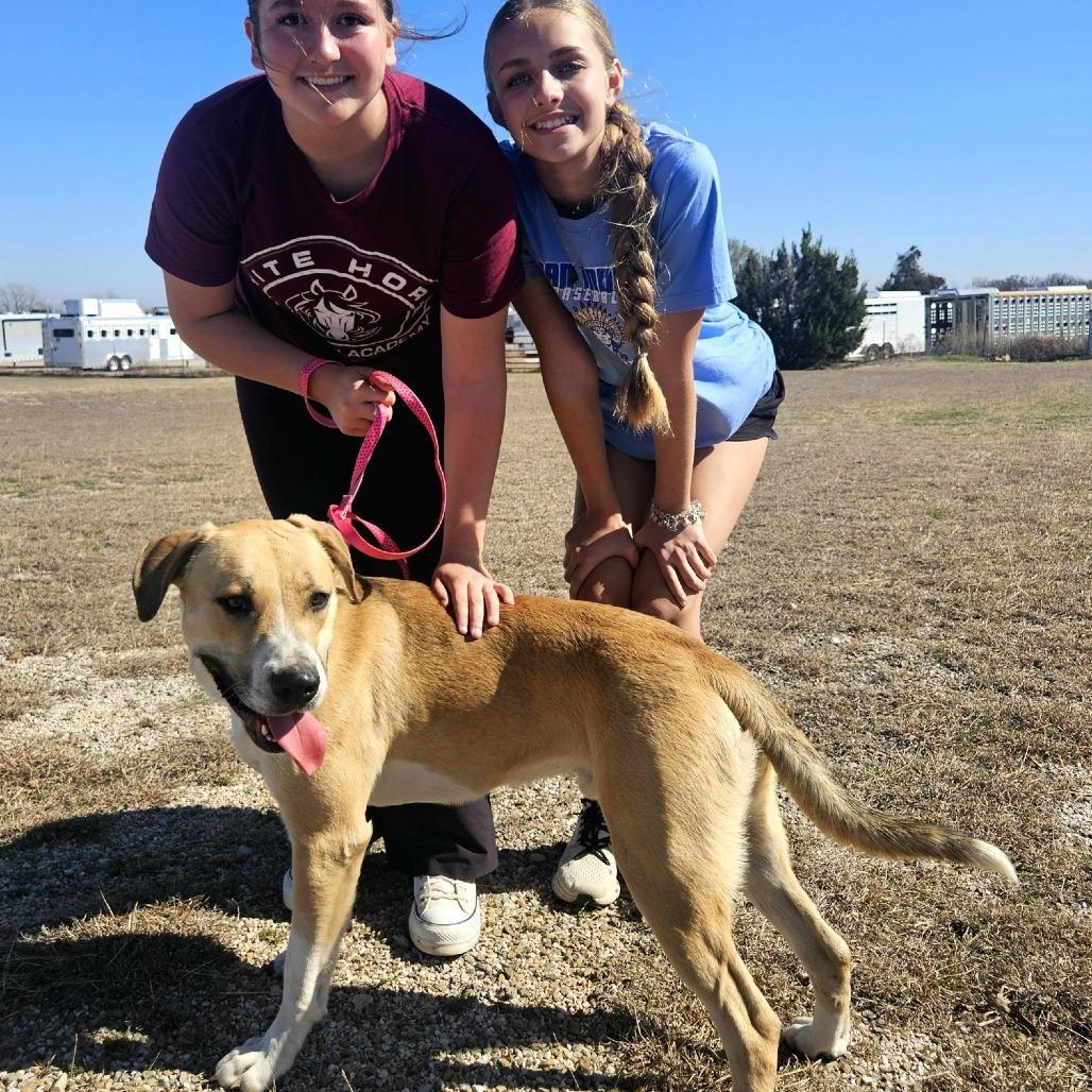 Danny, Adoptable, Young Male Pit Bull Terrier & Mixed Breed.