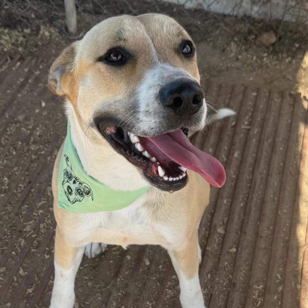 Enlarge Danny, a Adoptable mixed breed in Stephenville, TX image 4/6