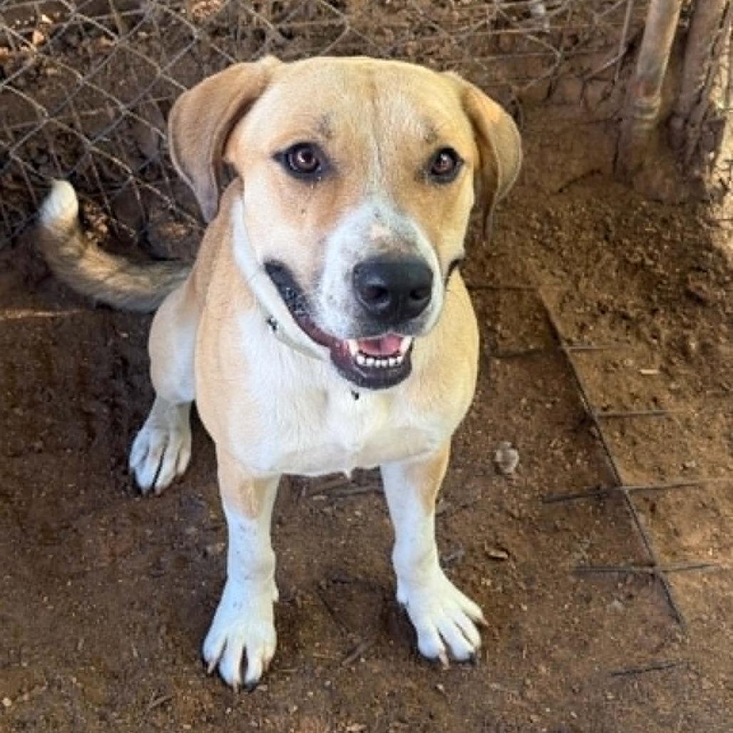 Danny, a Adoptable mixed breed in Stephenville, TX image 5/6