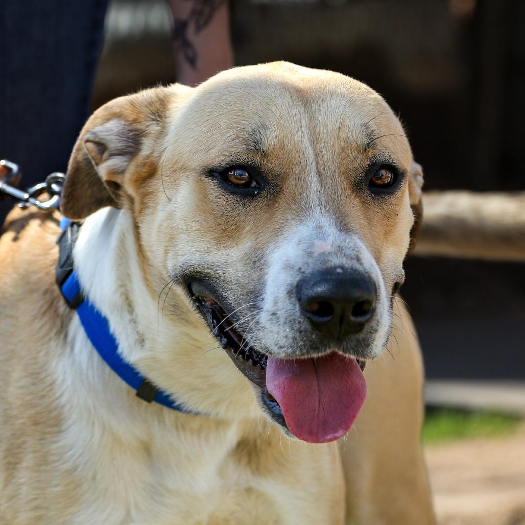 Enlarge Danny, a Adoptable mixed breed in Stephenville, TX image 5/6