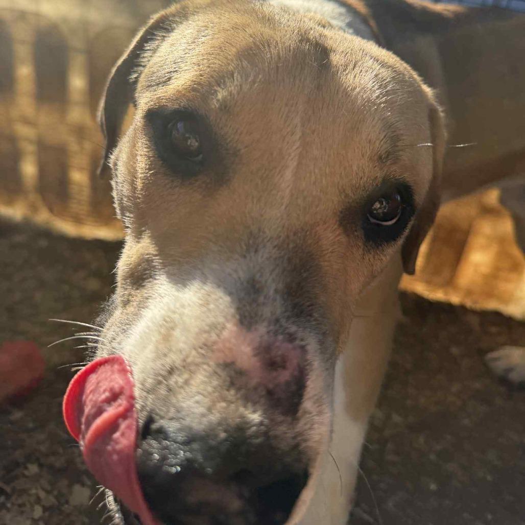 Danny, a Adoptable mixed breed in Stephenville, TX image 3/3