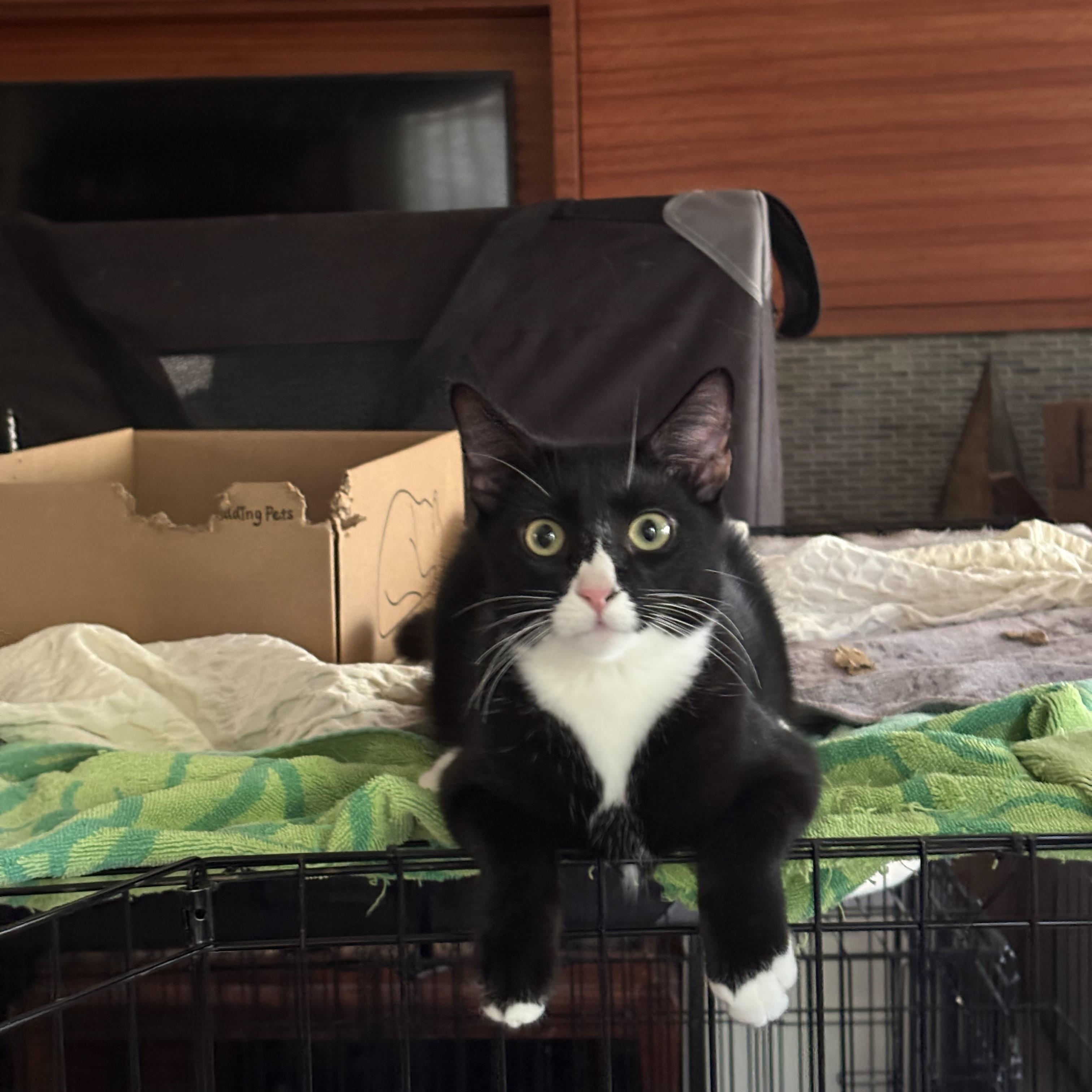 Enlarge Jasper, a Adoptable Tuxedo in San Diego, CA image 1/1