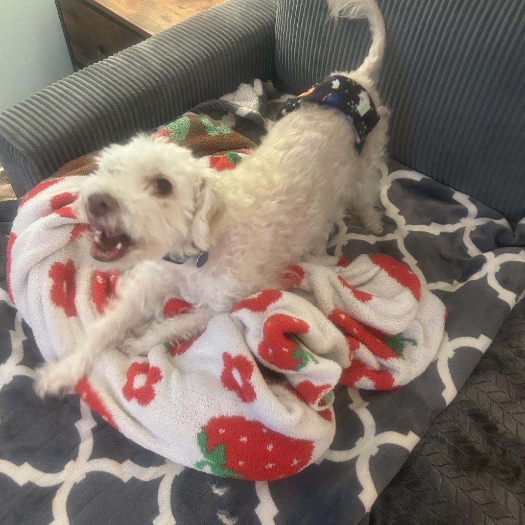 Hank D12853, Adoptable, Senior Male Terrier & Miniature Poodle.