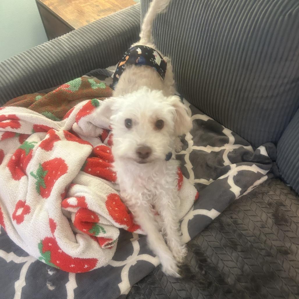 Enlarge Hank D12853, a Adoptable mixed breed in Princeton, MN image 2/2