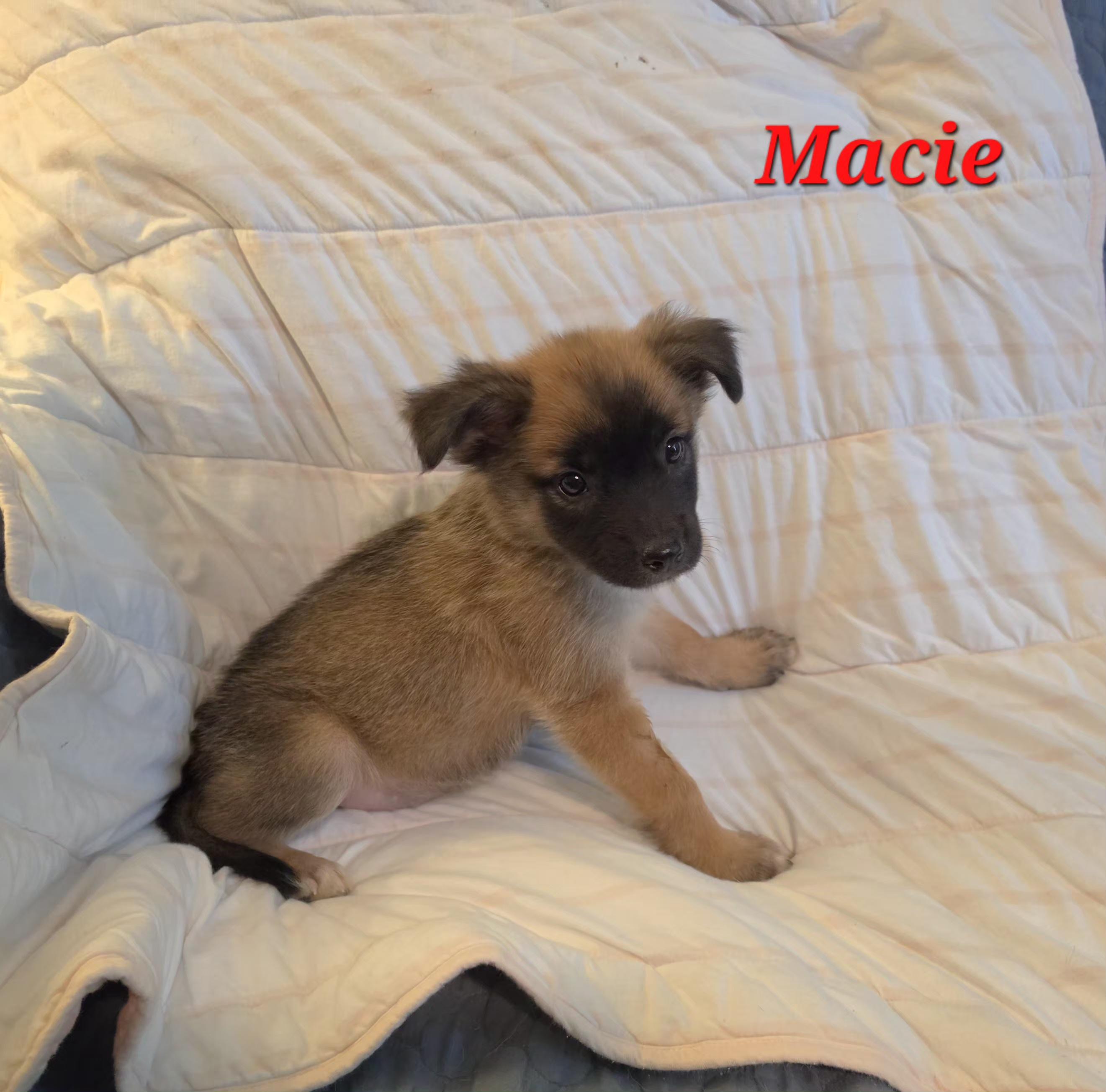 Enlarge Macie Mars, a Adoptable mixed breed in Woburn, MA image 4/5