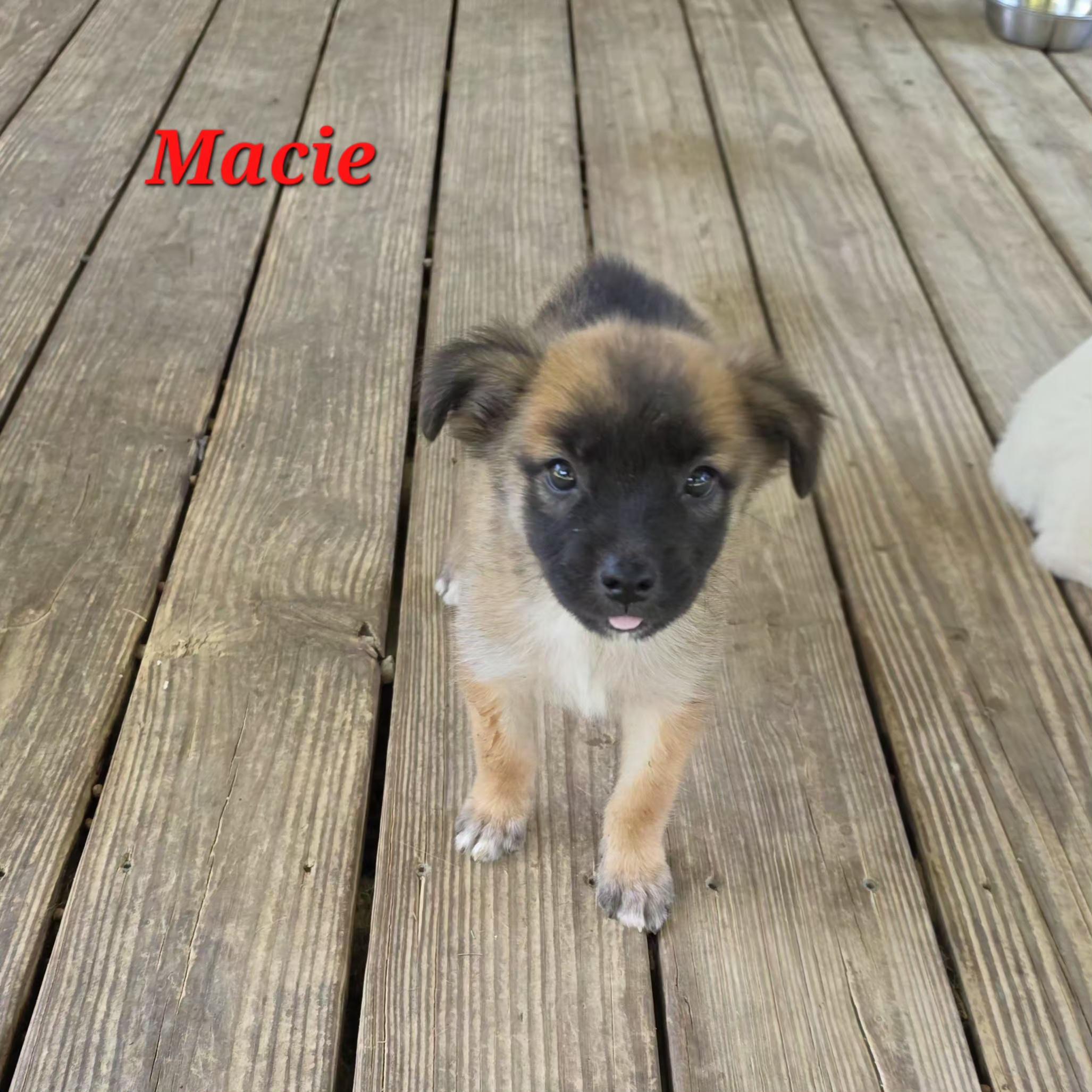 Enlarge Macie Mars, a Adoptable mixed breed in Woburn, MA image 2/5
