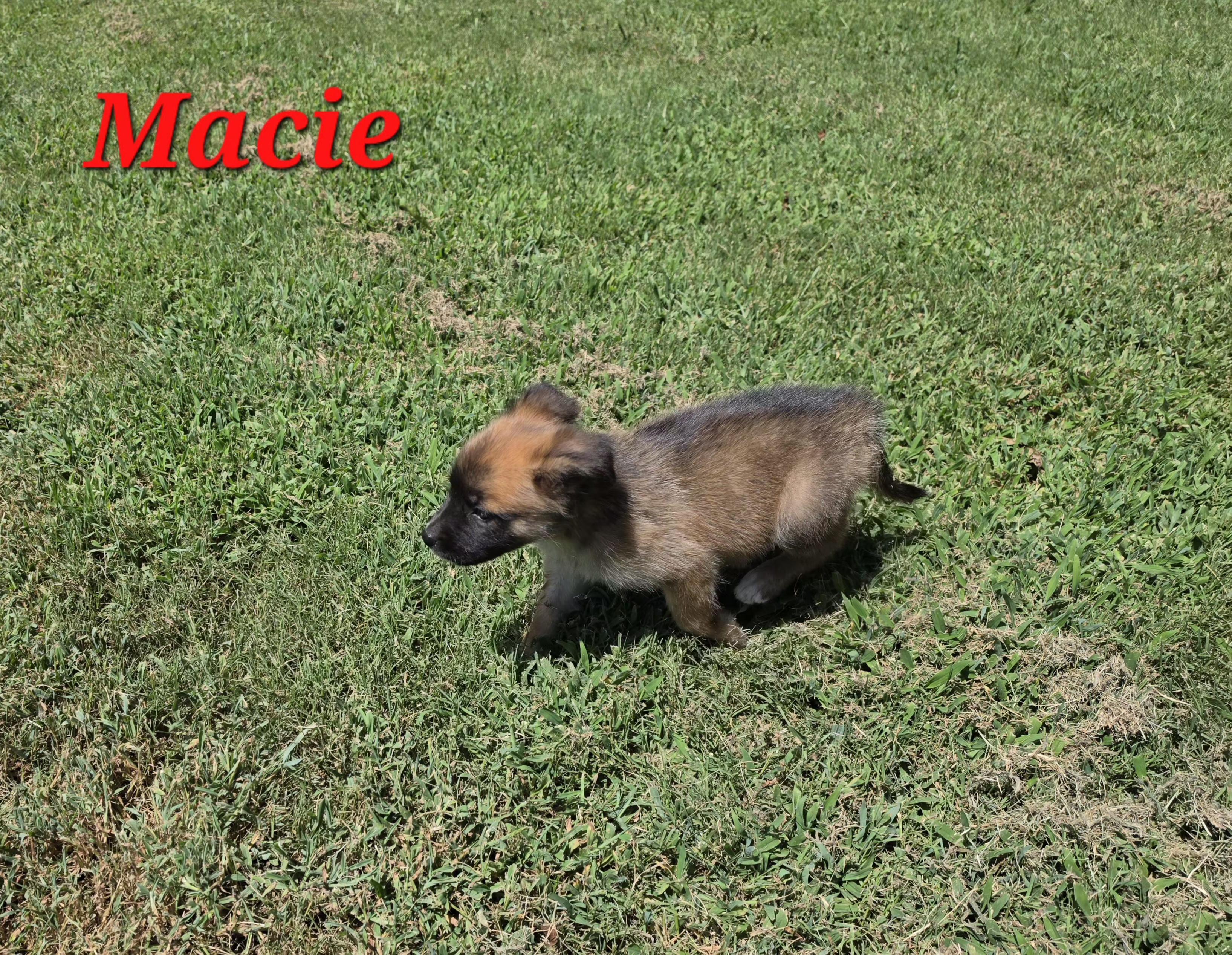 Enlarge Macie Mars, a Adoptable mixed breed in Woburn, MA image 3/5