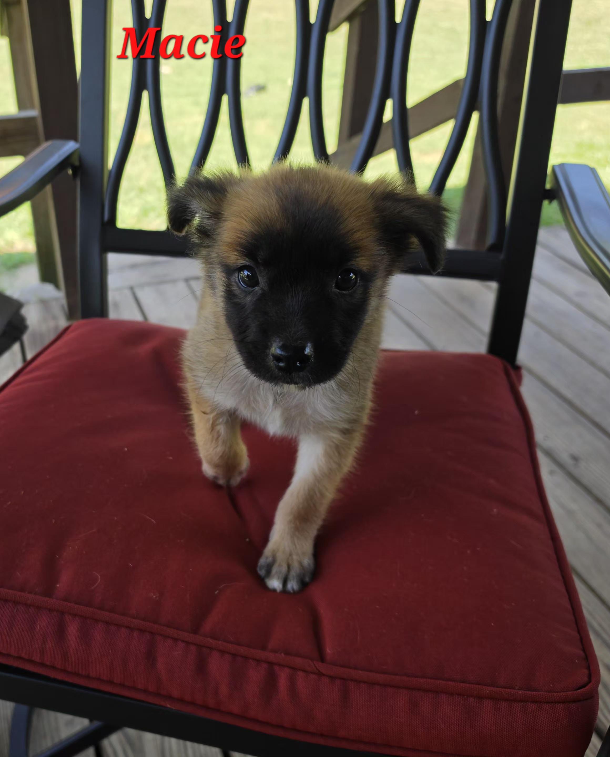 Enlarge Macie Mars, a Adoptable mixed breed in Woburn, MA image 5/5