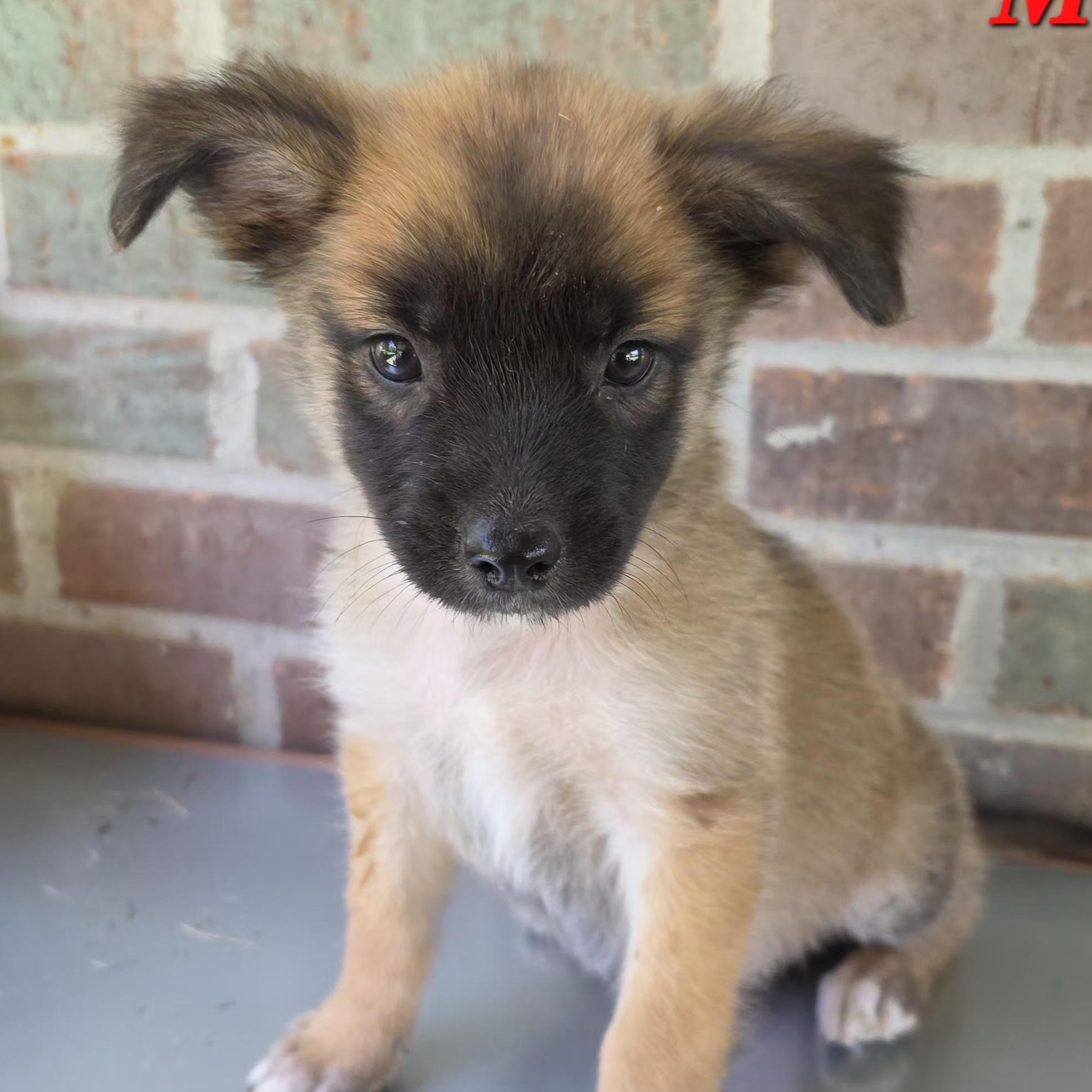 Enlarge Macie Mars, a Adoptable mixed breed in Woburn, MA image 1/5