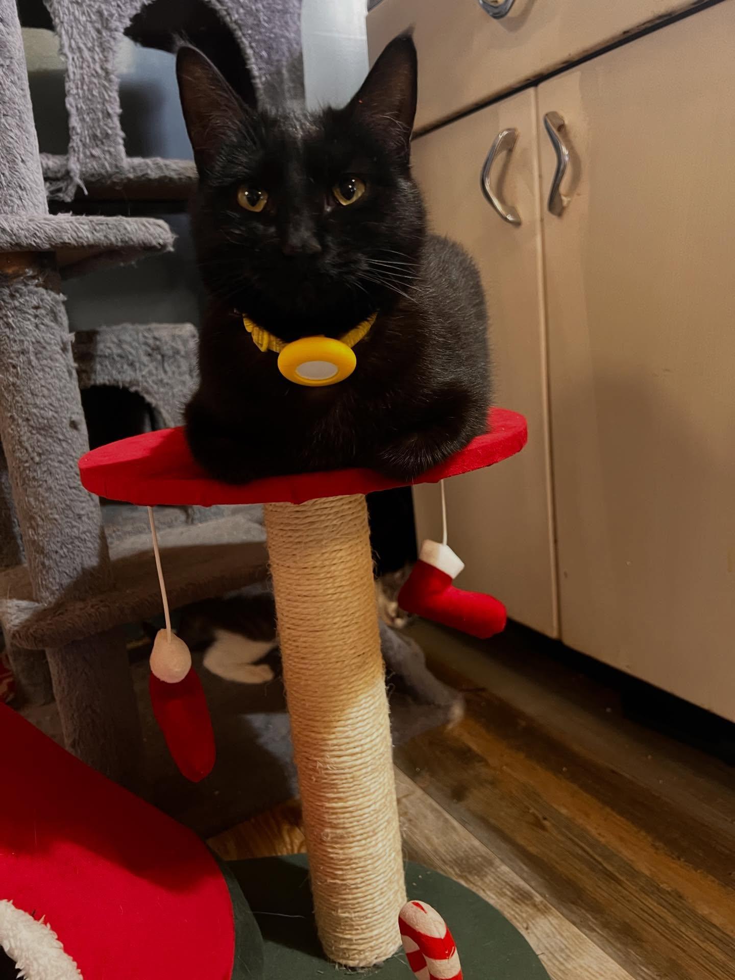 Olive, Adoptable, Young Female Tabby.