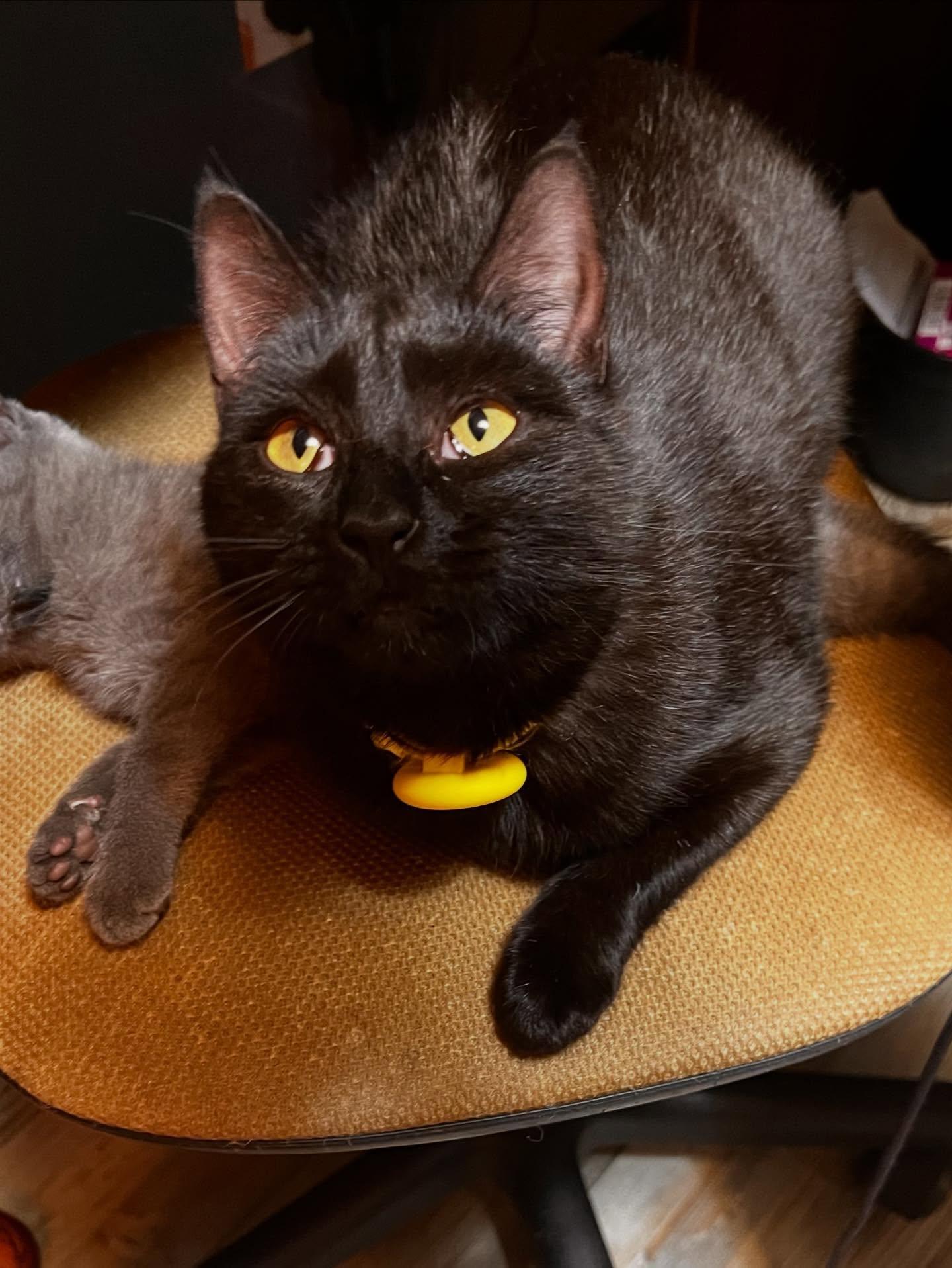 Olive, a Adoptable Tabby in Johnson City, TN image 3/3