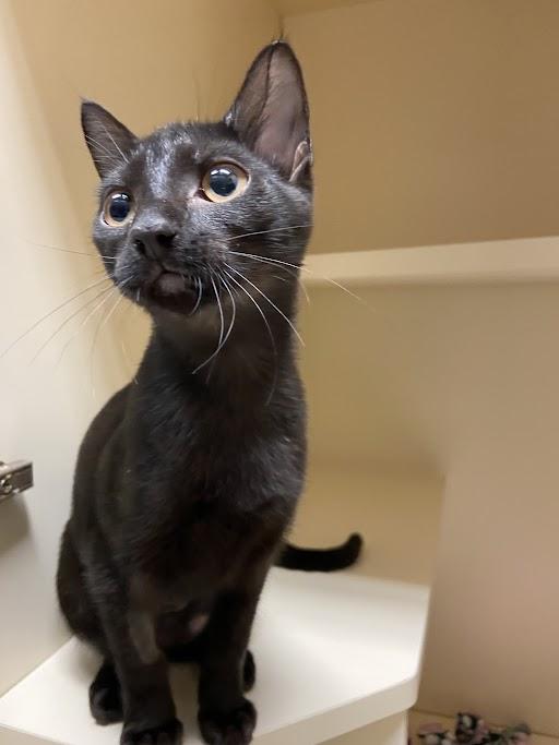 Nightshade, ADOPTABLE, Young Female Domestic Short Hair.