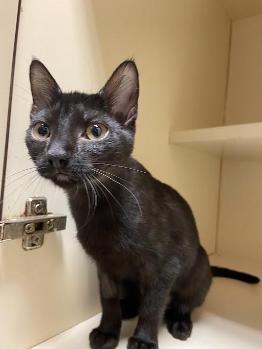 Enlarge Nightshade, a ADOPTABLE Domestic Short Hair in Germantown, TN image 2/2