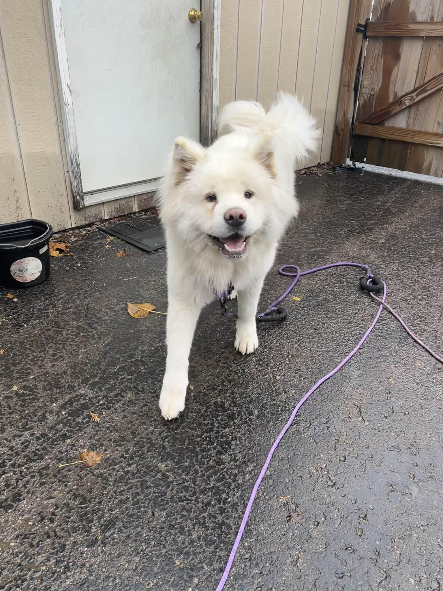Xena, Adoptable, Young Female Akita.