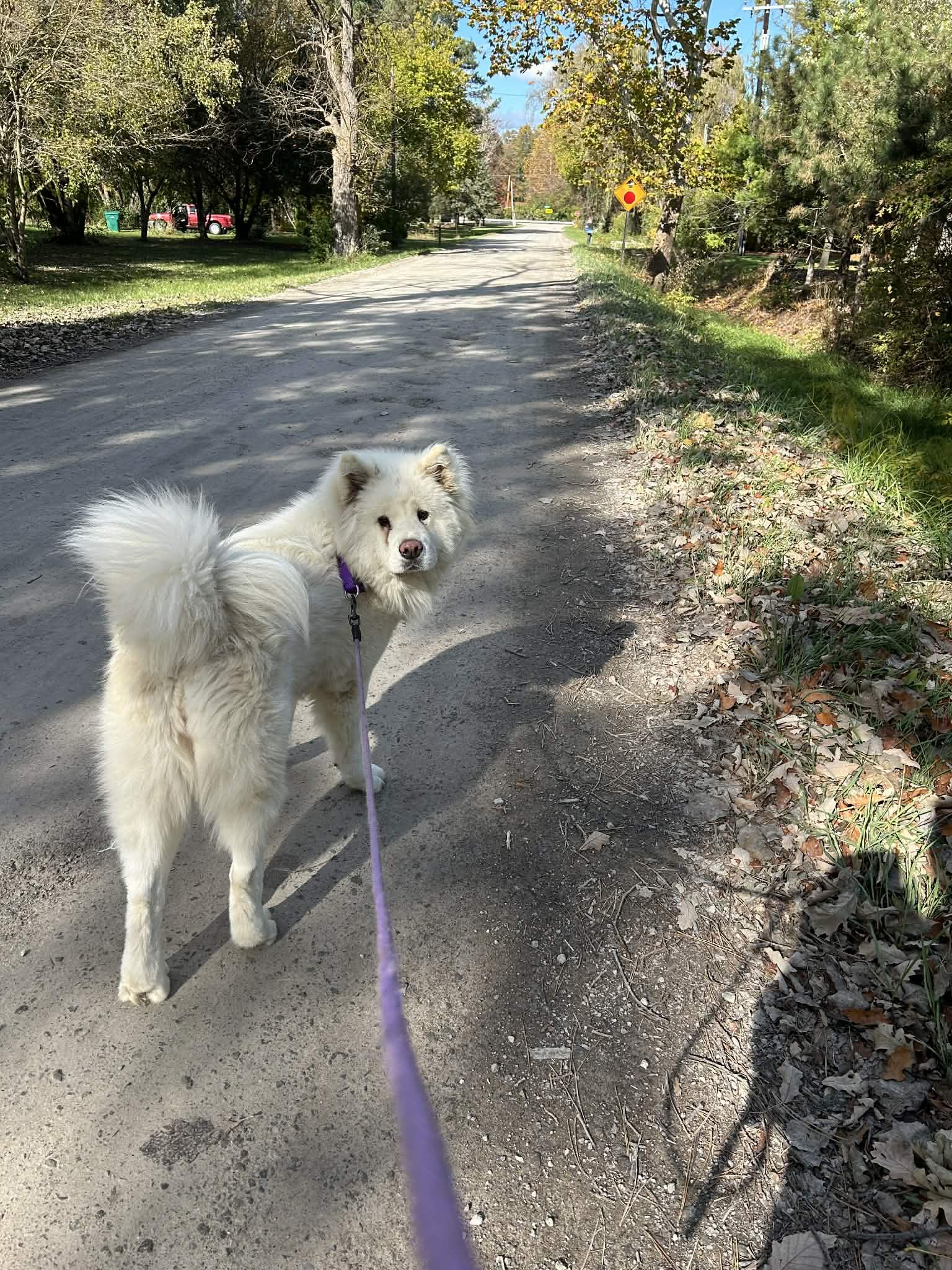 Xena, a Adoptable Akita in Chicago, IL image 2/5
