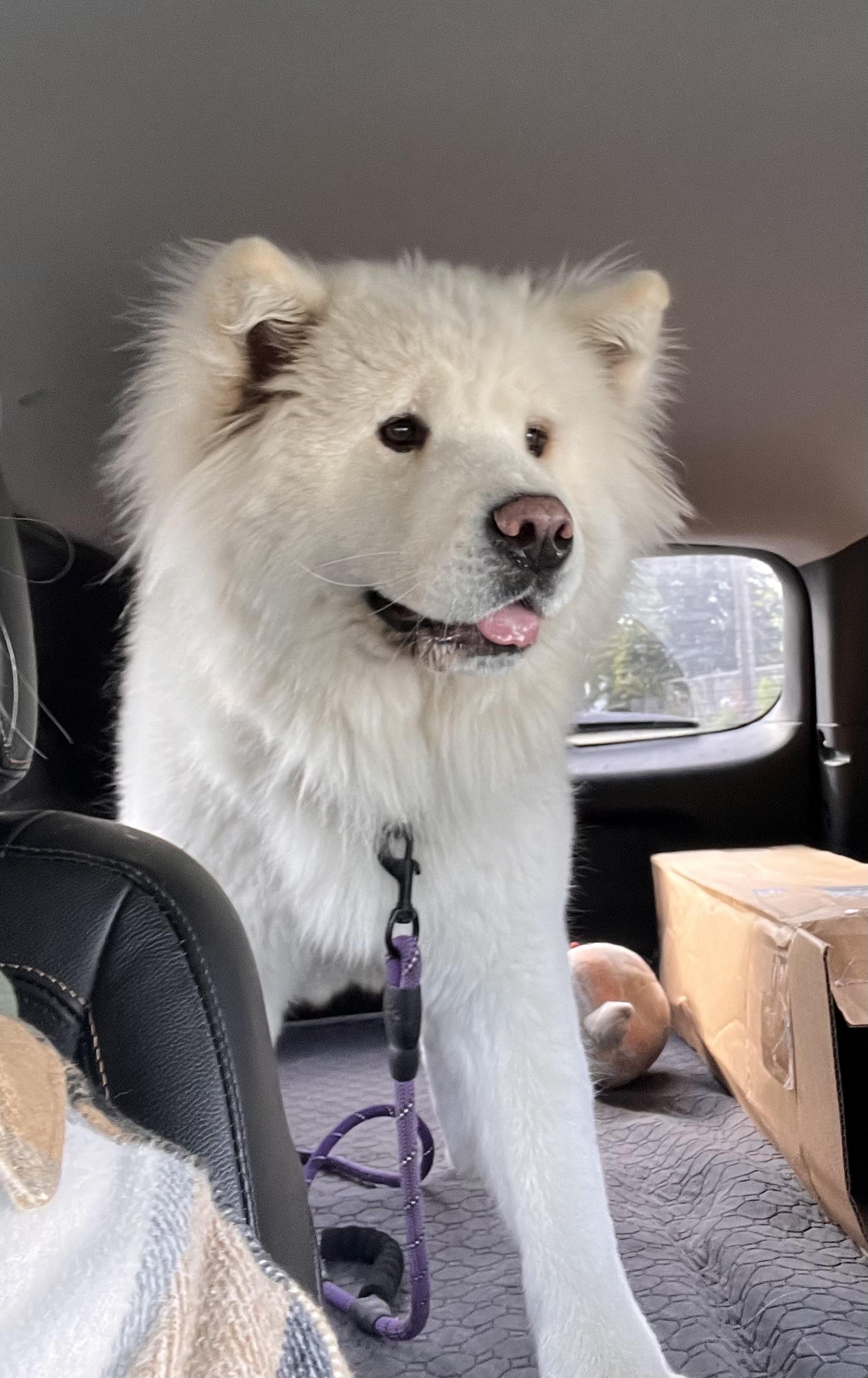 Xena, a Adoptable Akita in Chicago, IL image 3/5