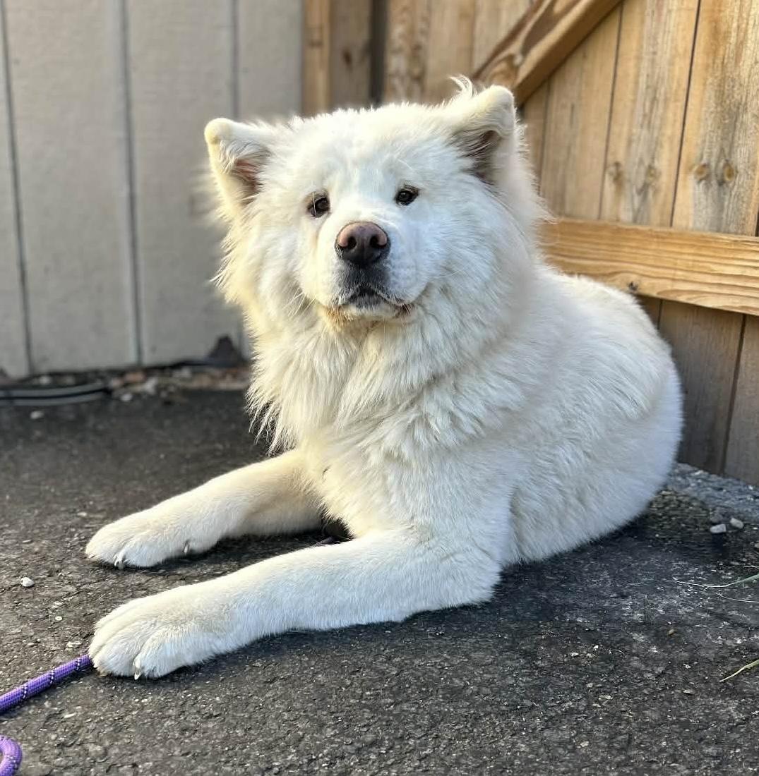 Xena, a Adoptable Akita in Chicago, IL image 4/5