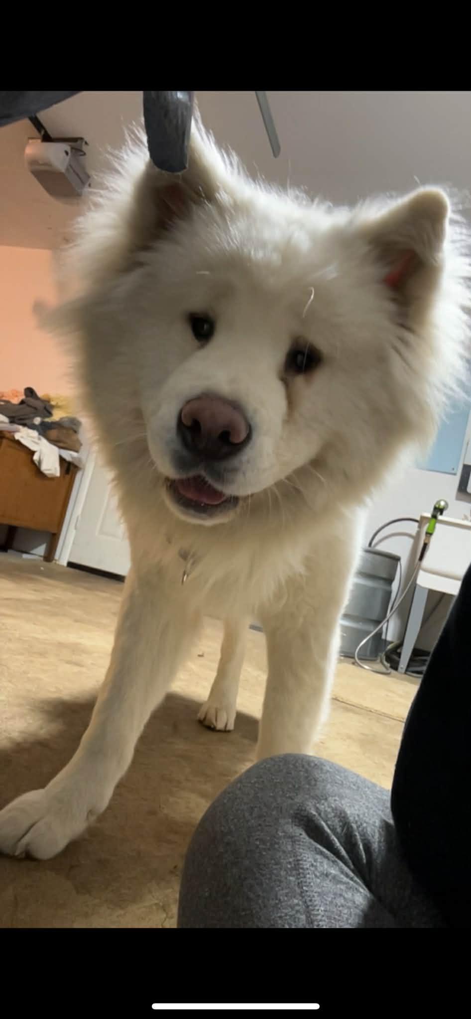 Xena, a Adoptable Akita in Chicago, IL image 5/5