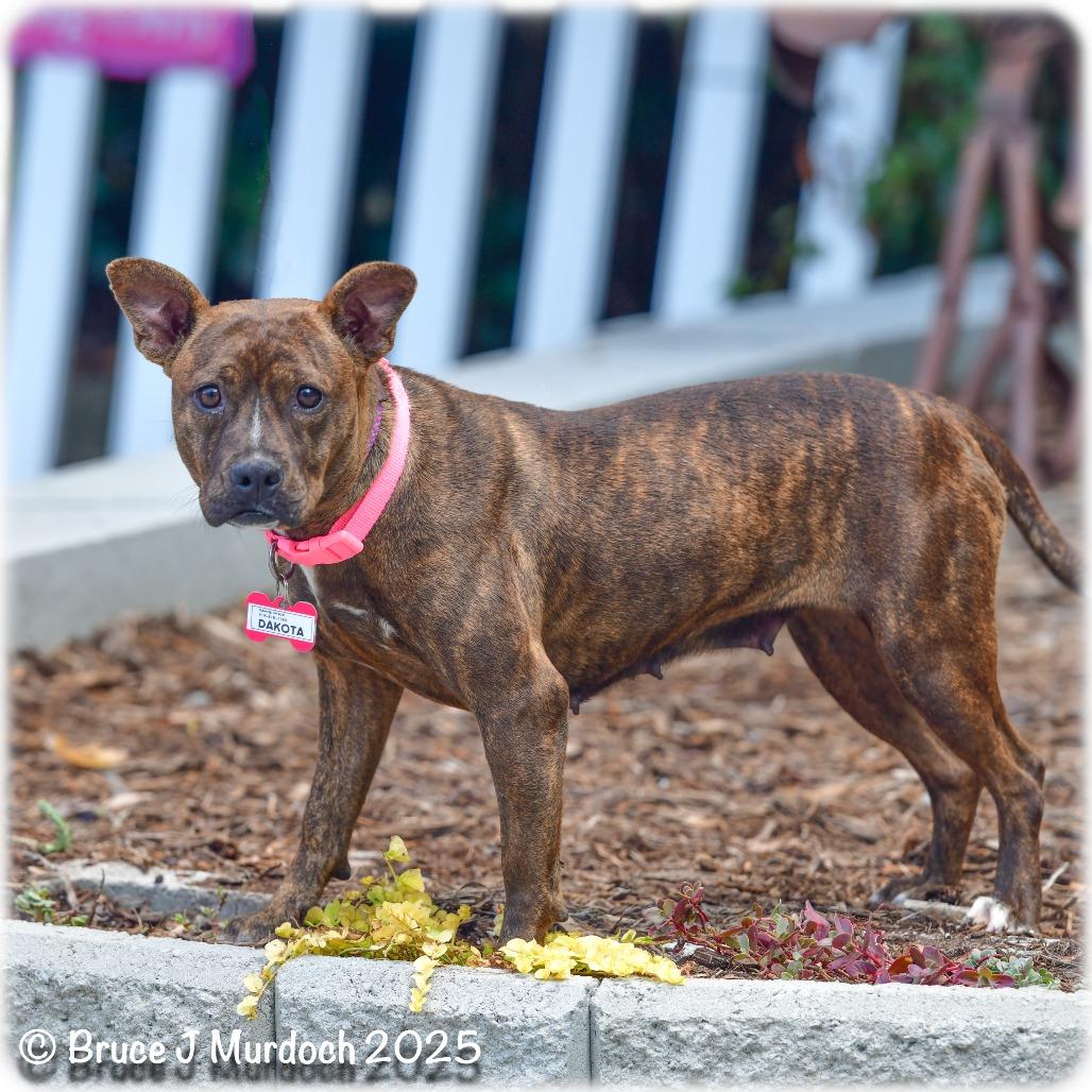 Enlarge Dakota, a Adoptable Pit Bull Terrier in Wake Forest, NC image 1/6