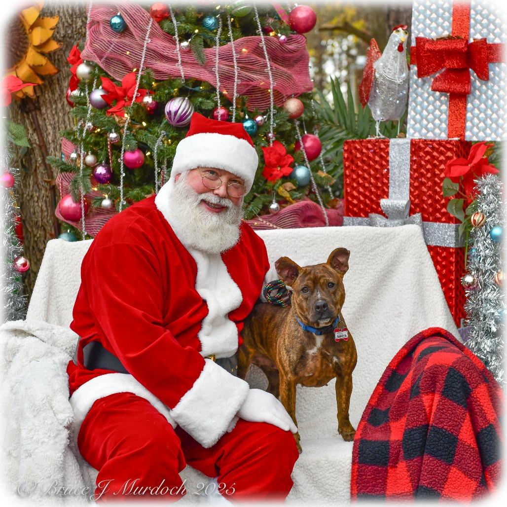 Enlarge Dakota, a Adoptable Pit Bull Terrier in Wake Forest, NC image 2/6