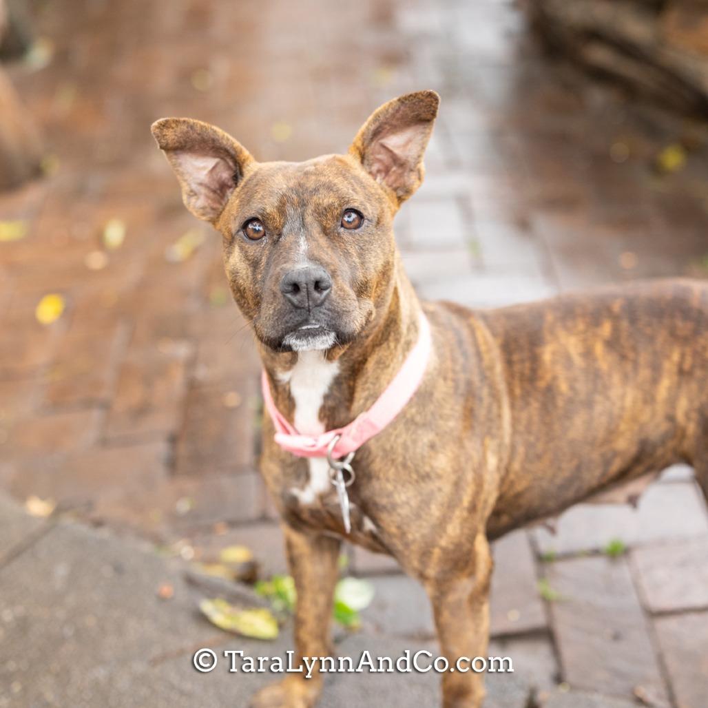 Enlarge Dakota, a Adoptable Pit Bull Terrier in Wake Forest, NC image 3/6
