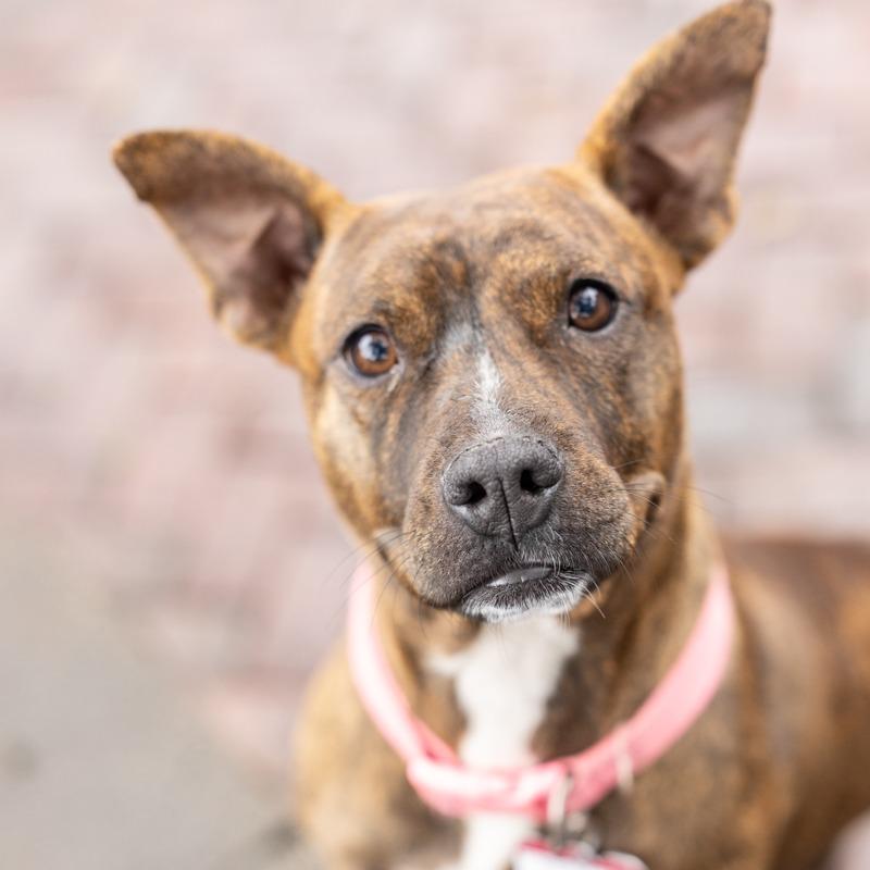 Enlarge Dakota, a Adoptable Pit Bull Terrier in Wake Forest, NC image 4/6