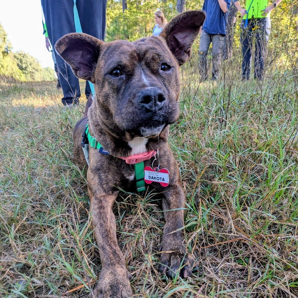 Enlarge Dakota, a Adoptable Pit Bull Terrier in Wake Forest, NC image 5/6