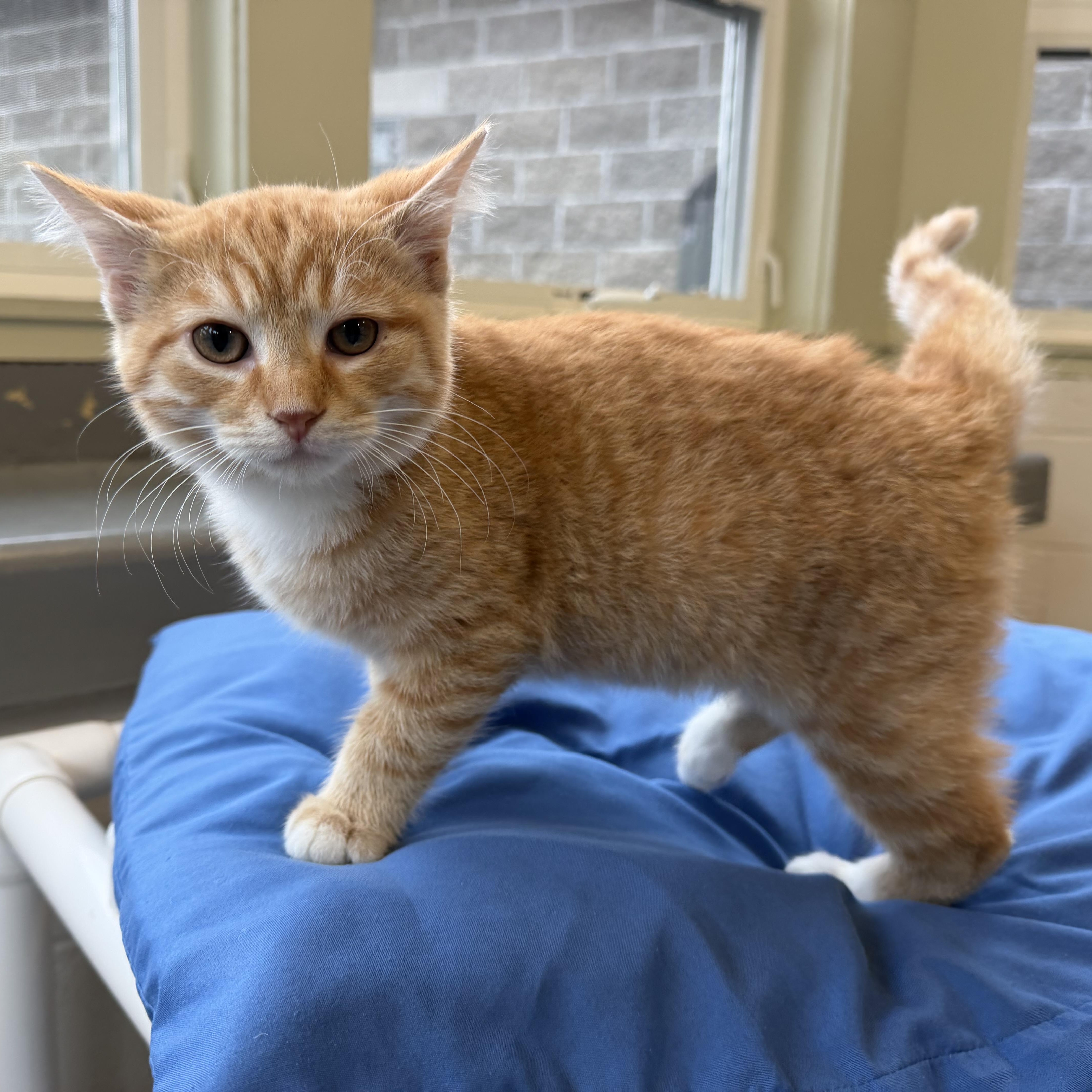 Dave, Adopted, Kitten Male Domestic Short Hair.