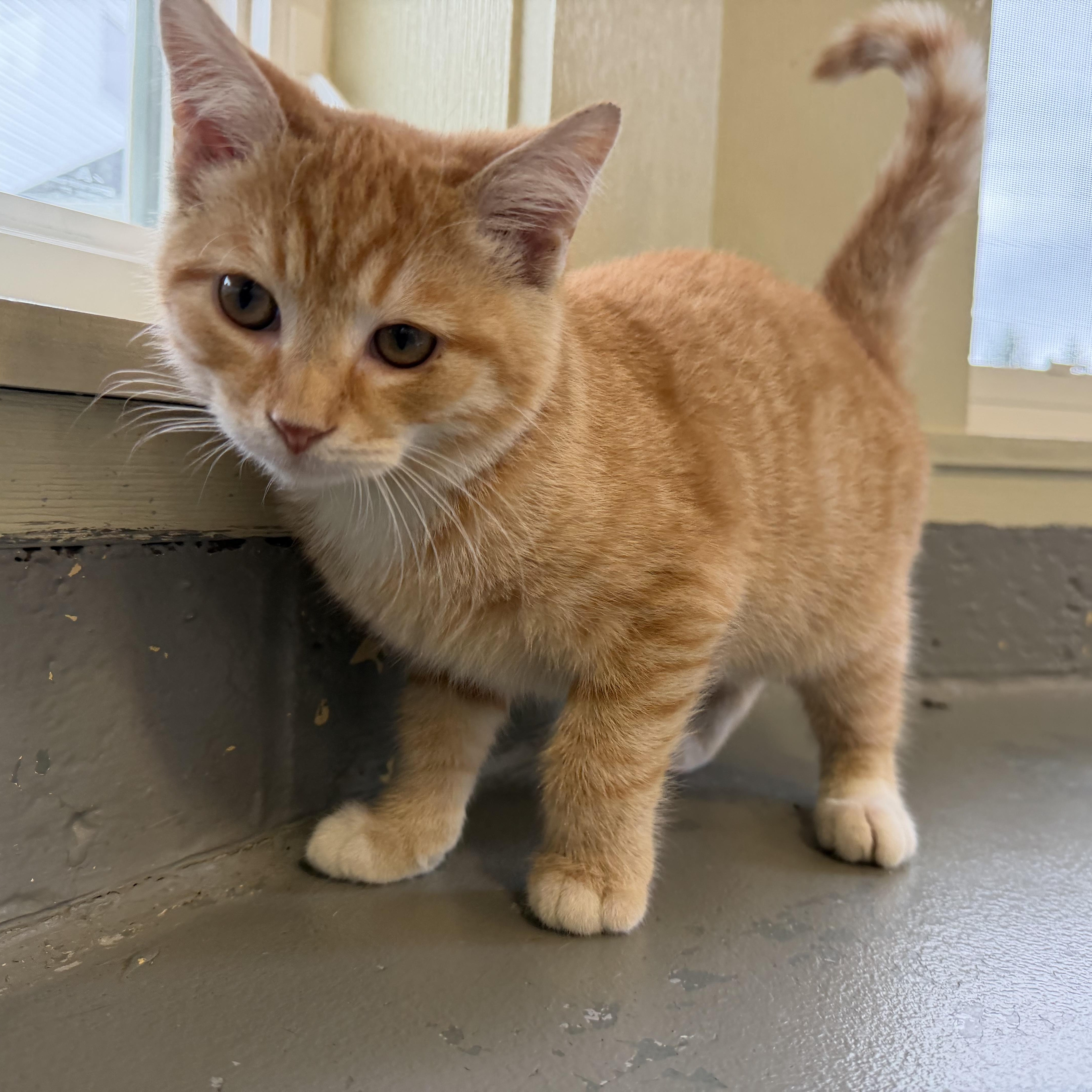 Enlarge Dave, a Adopted mixed breed in Latrobe, PA image 2/3