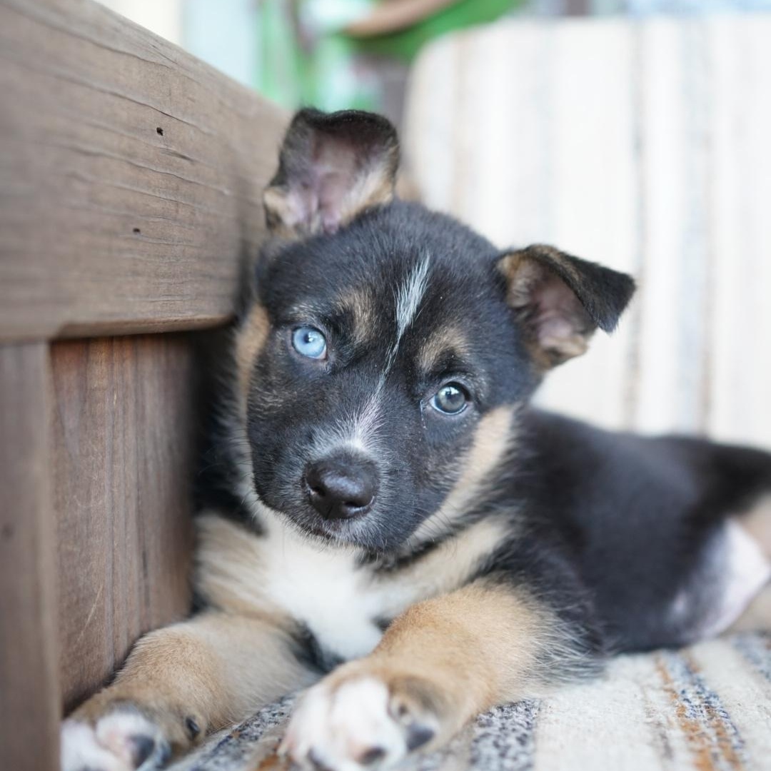 Enlarge Lyra (Flower) , a Adoptable mixed breed in Cypress, TX image 2/6