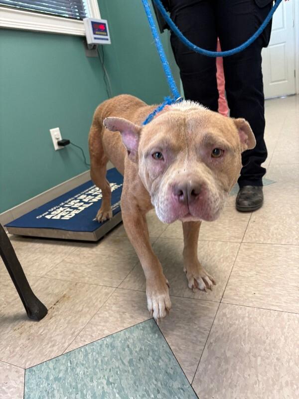 Tank, Adoptable, Adult Male Pit Bull Terrier.