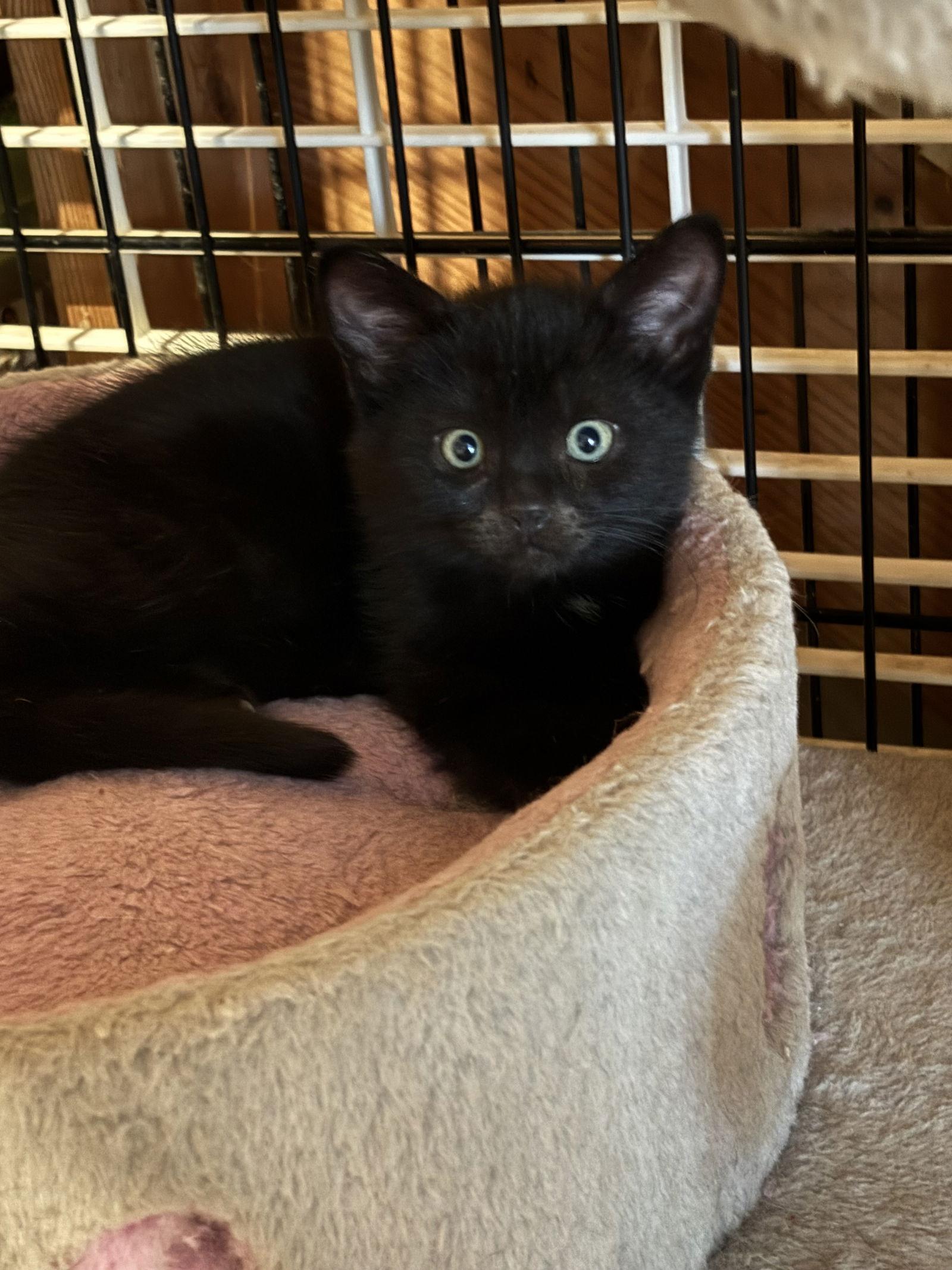 Marco, Adopted, Kitten Male Domestic Short Hair.