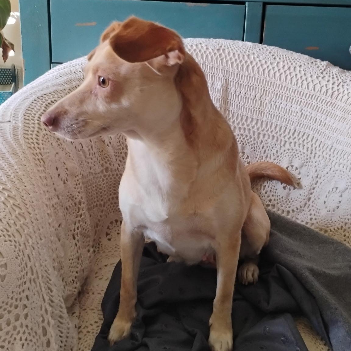 Enlarge Mariposa, a ADOPTABLE mixed breed in Seal Beach, CA image 5/5