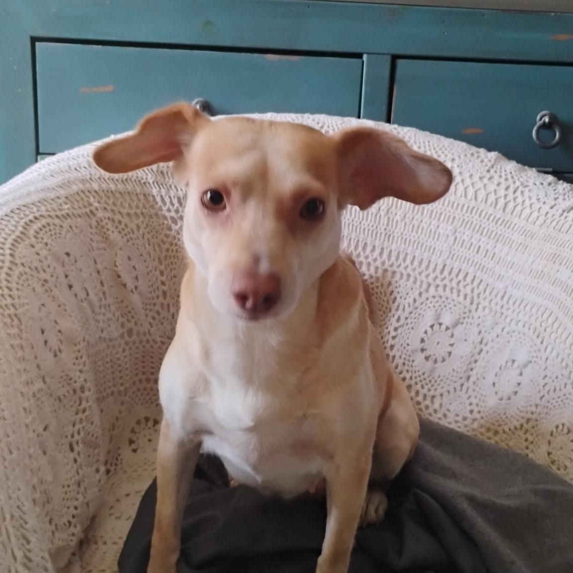 Mariposa, ADOPTABLE, Adult Female Chihuahua & Terrier.