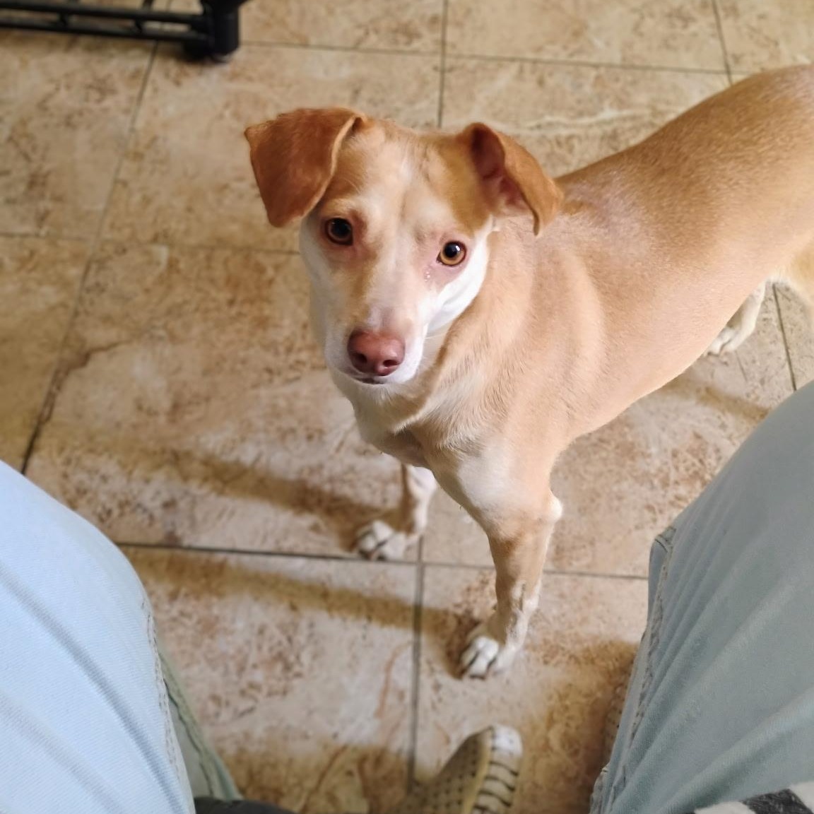 Enlarge Mariposa, a ADOPTABLE mixed breed in Seal Beach, CA image 2/5