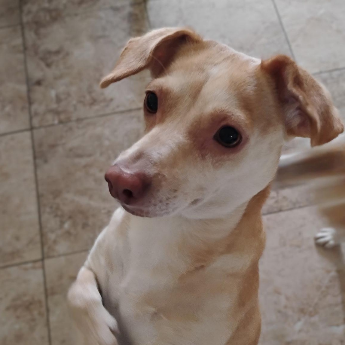 Enlarge Mariposa, a ADOPTABLE mixed breed in Seal Beach, CA image 3/5