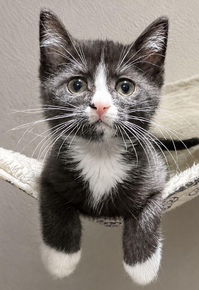 Enlarge Rhea, an adopted Domestic Short Hair in Sioux Falls, SD image 2/3