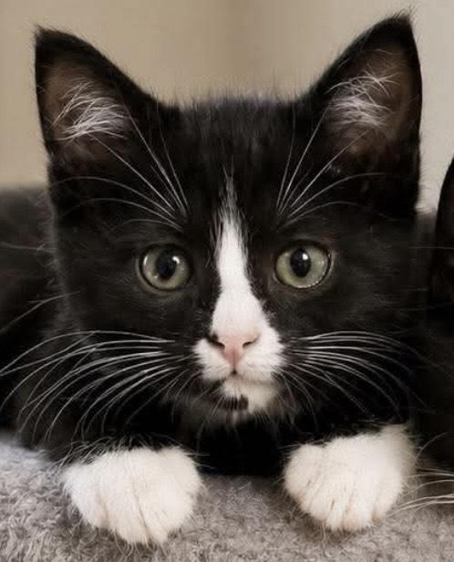 Enlarge Rhea, an adopted Domestic Short Hair in Sioux Falls, SD image 1/3